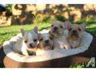 French Bulldog Puppy for sale in AUBURN, CA, USA