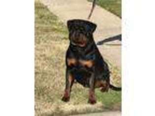 Rottweiler Puppy for sale in Merced, CA, USA