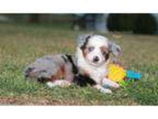 Miniature Australian Shepherd Puppy for sale in Edmond, OK, USA