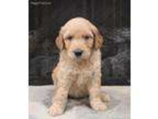 Goldendoodle Puppy for sale in Pendleton, SC, USA