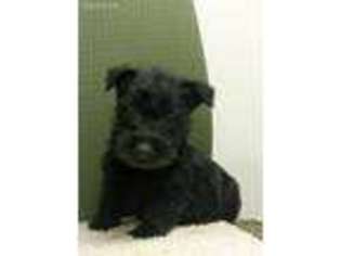 Scottish Terrier Puppy for sale in Ossian, IN, USA