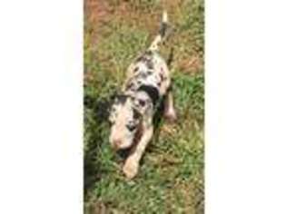 Great Dane Puppy for sale in Buffalo Gap, TX, USA