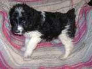 Mutt Puppy for sale in Loyal, WI, USA