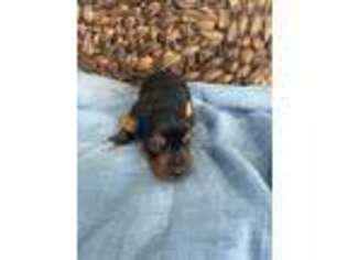 Yorkshire Terrier Puppy for sale in Mountain Grove, MO, USA