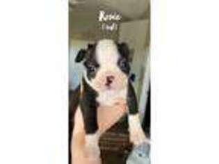 Boston Terrier Puppy for sale in Vacaville, CA, USA