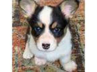 Cardigan Welsh Corgi Puppy for sale in Corvallis, MT, USA