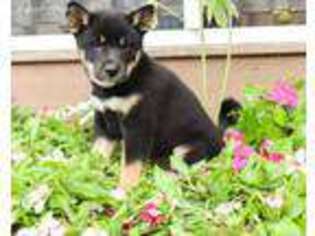 Shiba Inu Puppy for sale in Newburg, PA, USA