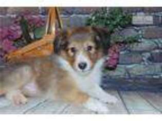 Shetland Sheepdog Puppy for sale in Springfield, MO, USA