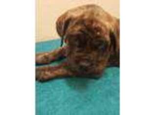 Mastiff Puppy for sale in Ford City, PA, USA