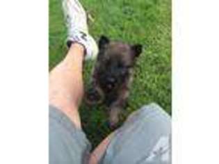 German Shepherd Dog Puppy for sale in TALLMADGE, OH, USA