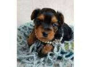 Yorkshire Terrier Puppy for sale in Loxley, AL, USA