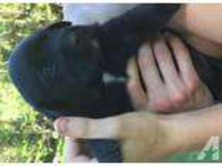 Labrador Retriever Puppy for sale in BONDUEL, WI, USA