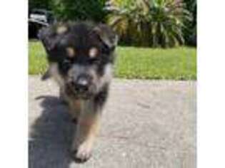 German Shepherd Dog Puppy for sale in Palm Coast, FL, USA