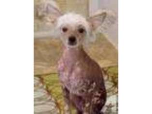 Chinese Crested Puppy for sale in MISSION, TX, USA