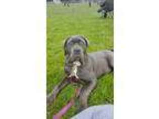 Neapolitan Mastiff Puppy for sale in Hornell, NY, USA