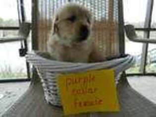 Golden Retriever Puppy for sale in Knoxville, GA, USA