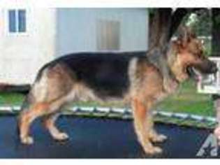 German Shepherd Dog Puppy for sale in ARGONNE, WI, USA