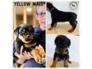 Rottweiler Puppy for sale in Saint Peters, MO, USA