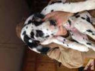 Great Dane Puppy for sale in SAINT CROIX FALLS, WI, USA