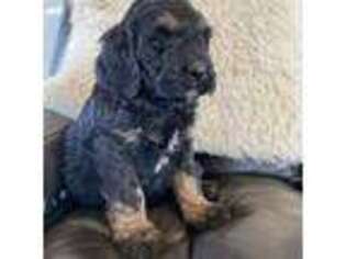 Mutt Puppy for sale in Floyd, IA, USA