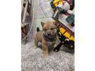 Shiba Inu Puppy for sale in Montgomery, IN, USA