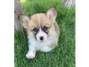 Pembroke Welsh Corgi Puppy for sale in Morristown, AZ, USA