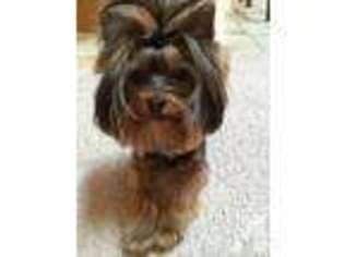 Yorkshire Terrier Puppy for sale in BELVIDERE, IL, USA