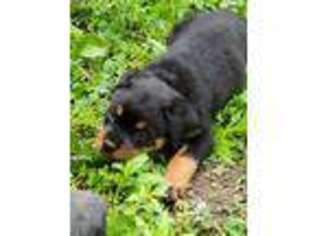 Rottweiler Puppy for sale in Saint Paris, OH, USA