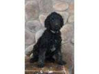 Goldendoodle Puppy for sale in Summerfield, OH, USA