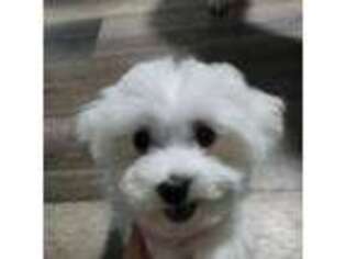 Maltese Puppy for sale in Louisville, KY, USA