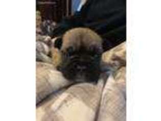 French Bulldog Puppy for sale in Clinton, MA, USA
