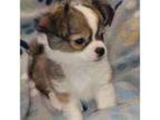Chihuahua Puppy for sale in Poland, IN, USA