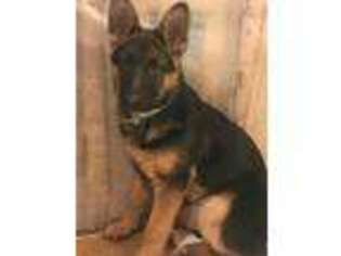 German Shepherd Dog Puppy for sale in Port Clinton, OH, USA