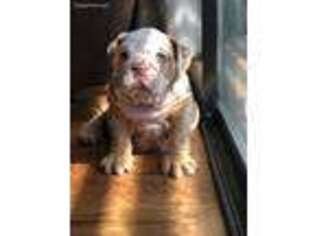 Bulldog Puppy for sale in Antioch, CA, USA