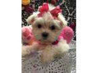Maltese Puppy for sale in Lubbock, TX, USA