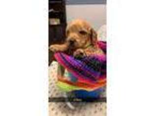 Goldendoodle Puppy for sale in Monahans, TX, USA