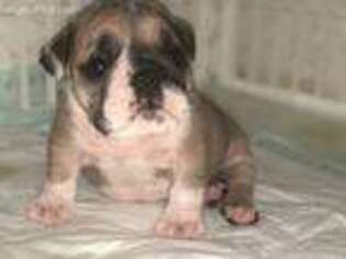 Bulldog Puppy for sale in Sparks, GA, USA