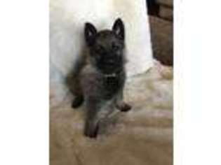 German Shepherd Dog Puppy for sale in Carthage, MO, USA