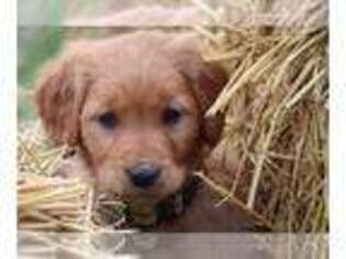 Mutt Puppy for sale in LOYAL, WI, USA