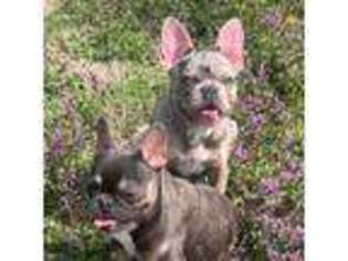 French Bulldog Puppy for sale in Fayetteville, AR, USA