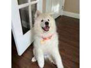 Samoyed Puppy for sale in Fremont, CA, USA