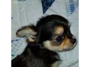 Chihuahua Puppy for sale in Scotch Plains, NJ, USA
