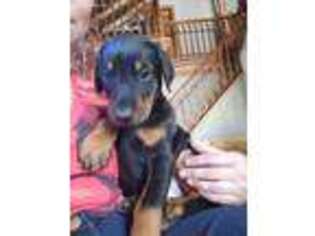 Doberman Pinscher Puppy for sale in Spencerport, NY, USA