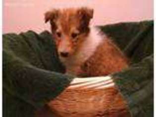Collie Puppy for sale in Grand Junction, CO, USA