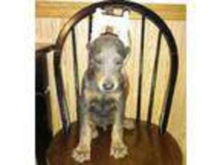 Doberman Pinscher Puppy for sale in Peoria, IL, USA