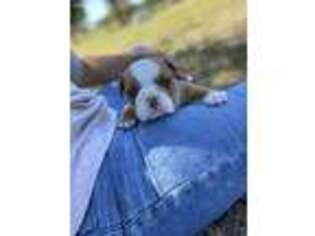 Bulldog Puppy for sale in Ocala, FL, USA