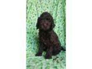 Labradoodle Puppy for sale in Fowlerville, MI, USA