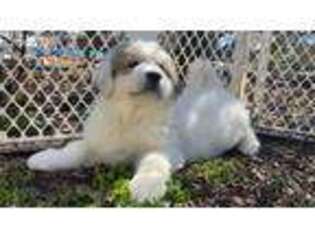 Great Pyrenees Puppy for sale in Murfreesboro, TN, USA
