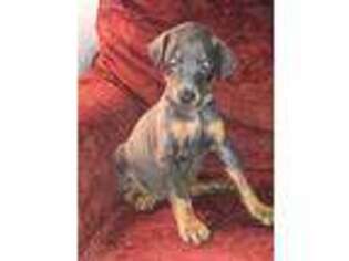 Doberman Pinscher Puppy for sale in Gaston, SC, USA