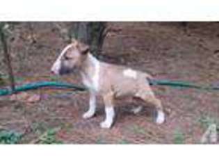 Bull Terrier Puppy for sale in CONCORD, VA, USA